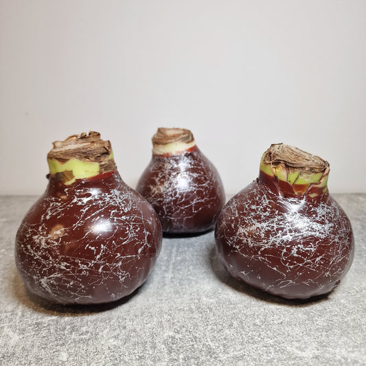 AMARILIS RUDAS + SIDABRAS