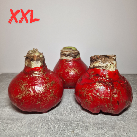 AMARILIS VYŠNIA + AUKSAS XXL