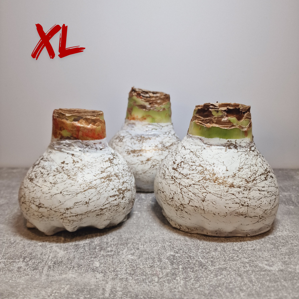 AMARILIS BALTA + AUKSAS XL