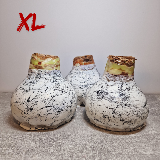 AMARILIS BALTA + JUODA XL