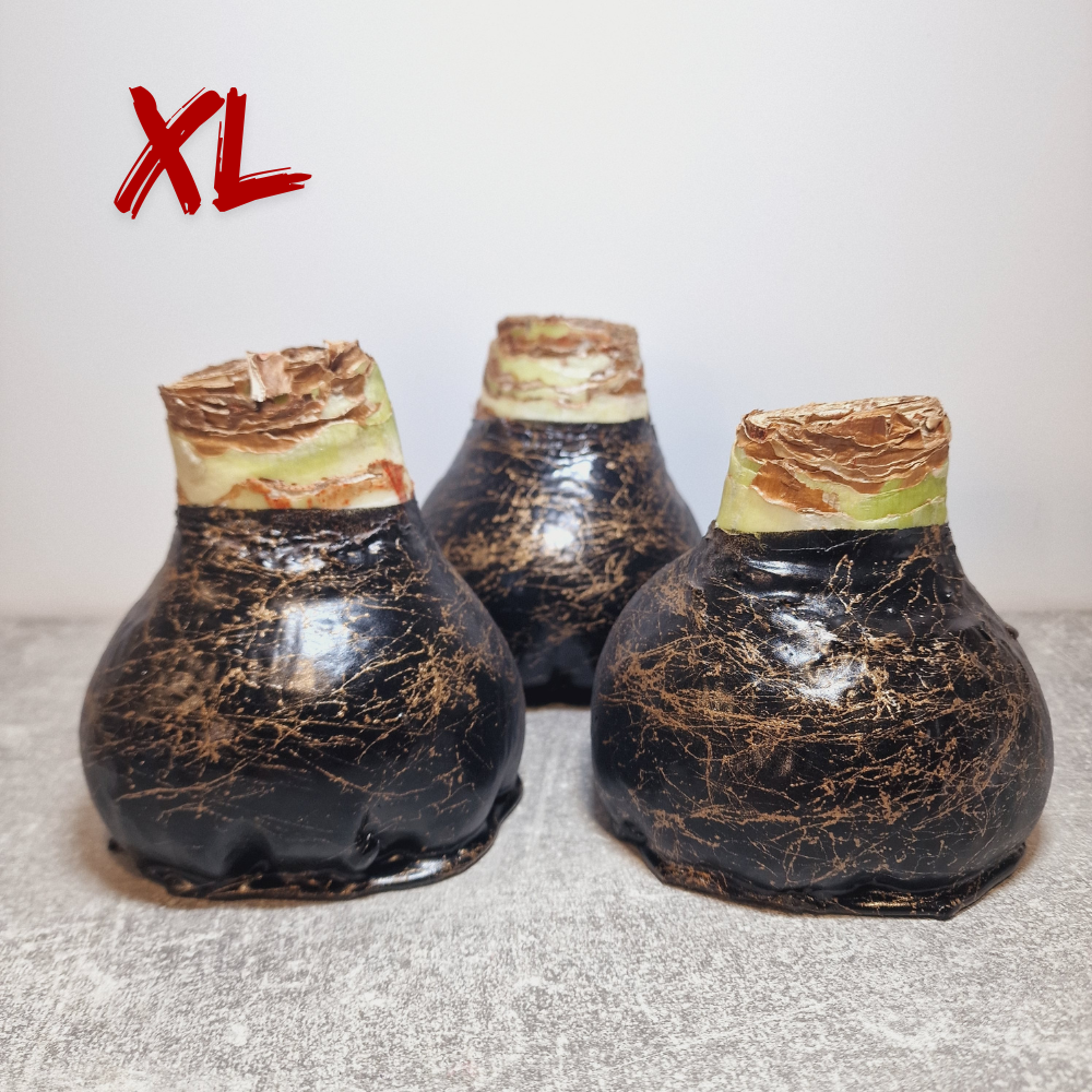 AMARILIS JUODA + AUKSAS XL