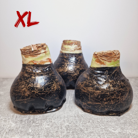 AMARILIS JUODA + AUKSAS XL