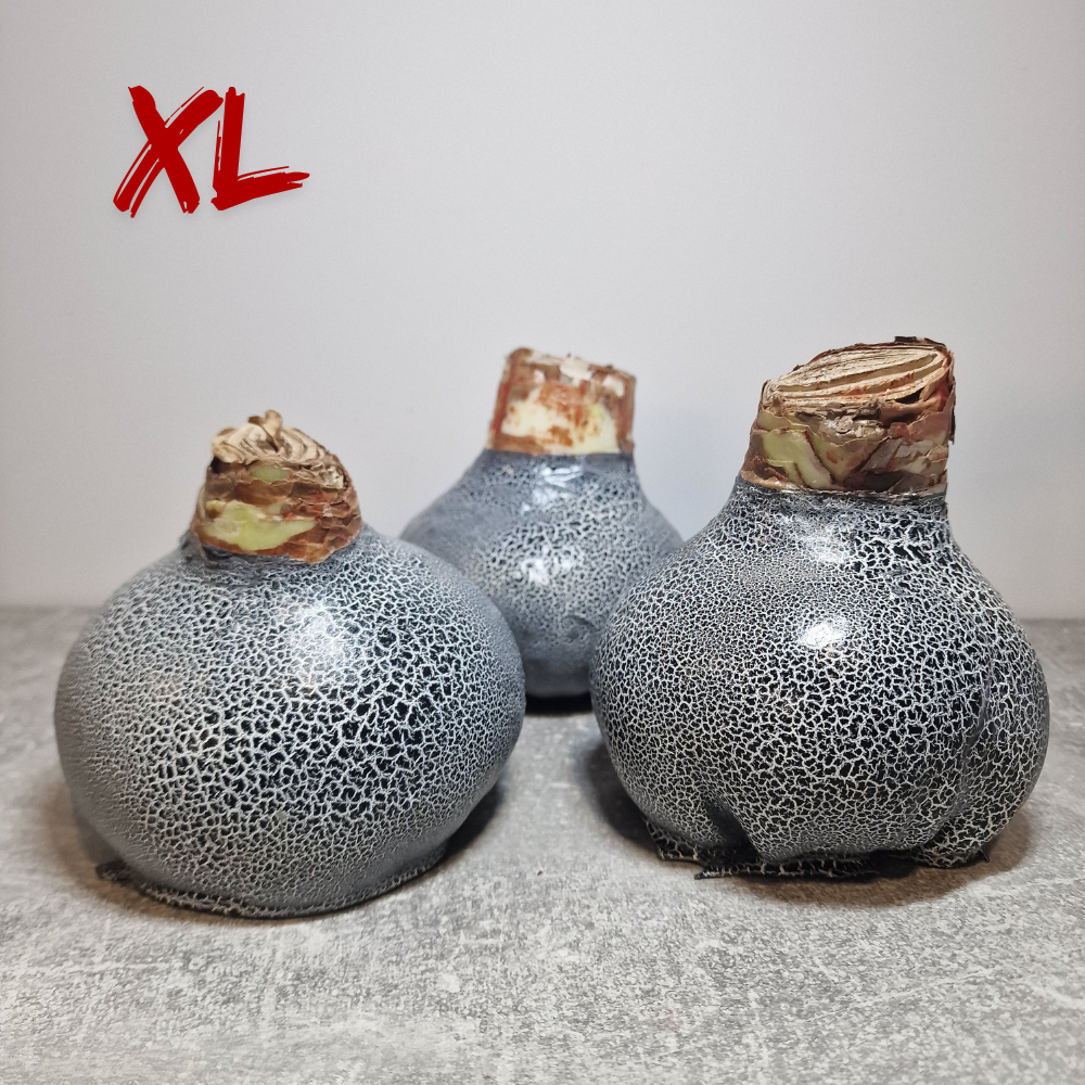 AMARILIS JUODA / BALTA XL