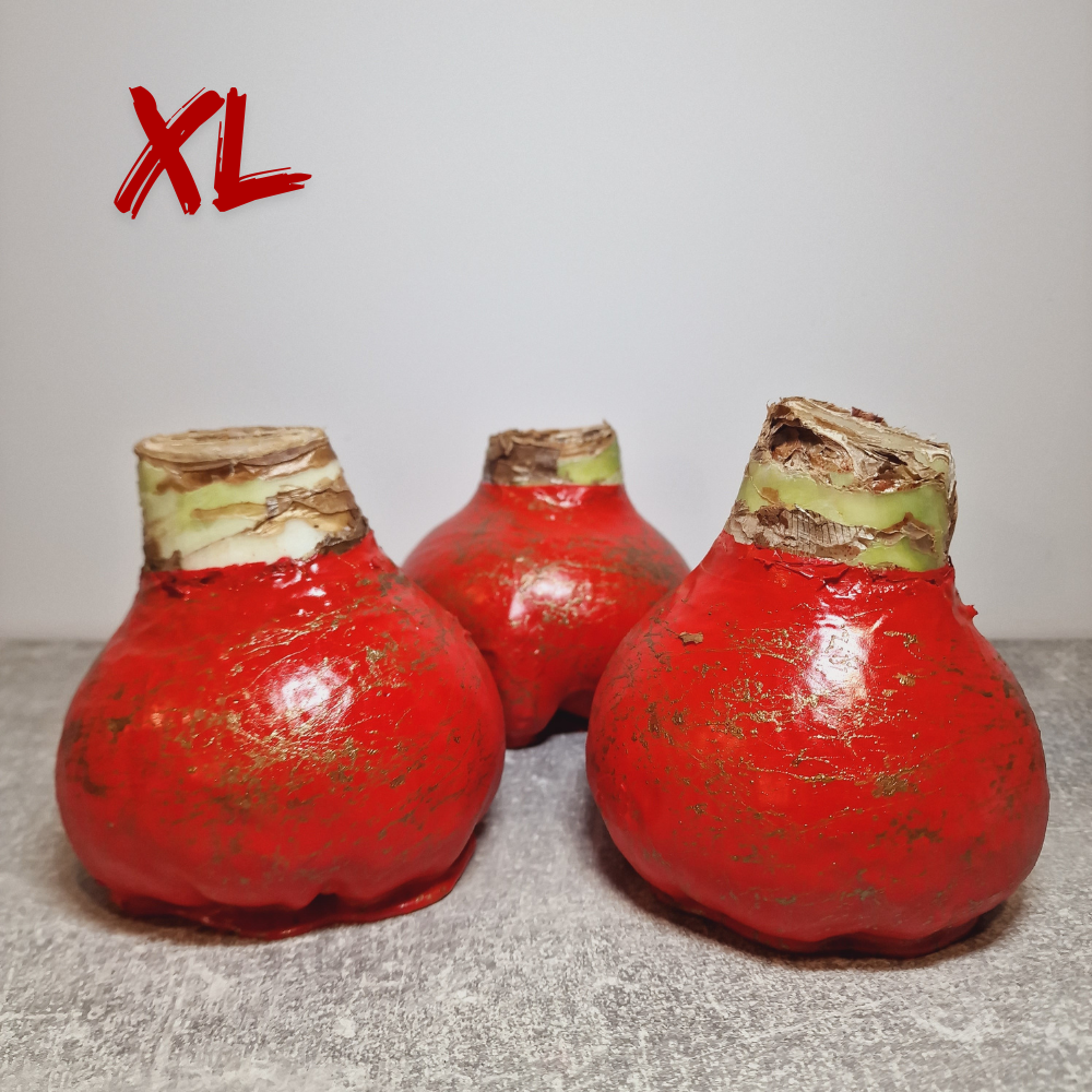 AMARILIS RAUDONA + AUKSAS XL