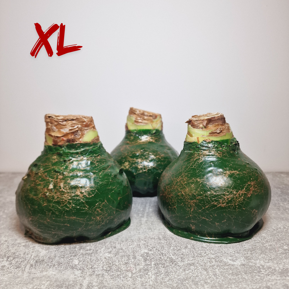 AMARILIS SMARAGDINIS + AUKSAS XL