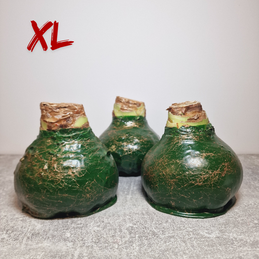 AMARILIS SMARAGDINIS + AUKSAS XL