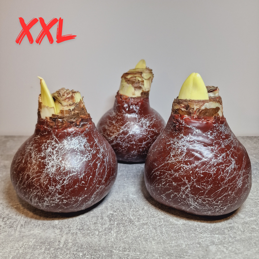 AMARILIS RUDAS + SIDABRAS XXL (Ferrari žiedas)