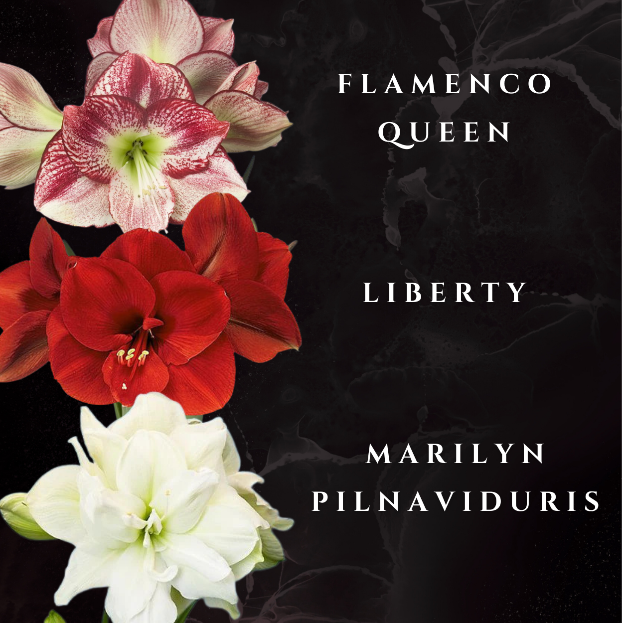 AMARILIS TURKIS + VARIS XXL