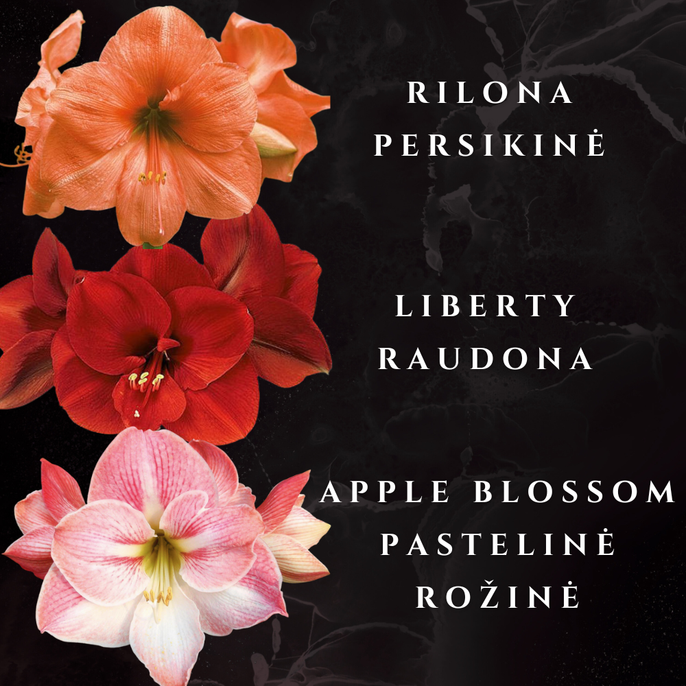 AMARILIS BALTAS + AUKSAS XXL